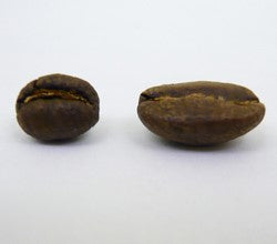 Tanzania Northern Peaberry Plus