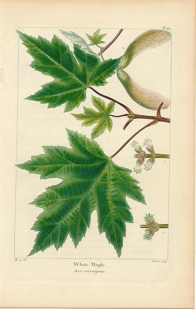 White Maple Lovely Antique 1857 Engraved Tree Leaf Print Brian Dimambro Antiquarian Books Maps Prints