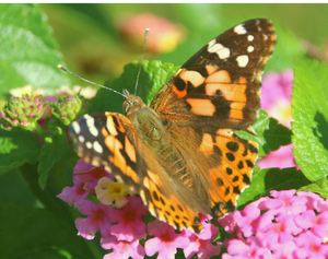 100 Painted Lady Butterflies in Individual Envelopes ~ Please read IMPORTANT INFO BELOW before placing an order. - Farfalla Butterfly Co. - Live Butterfly Garden