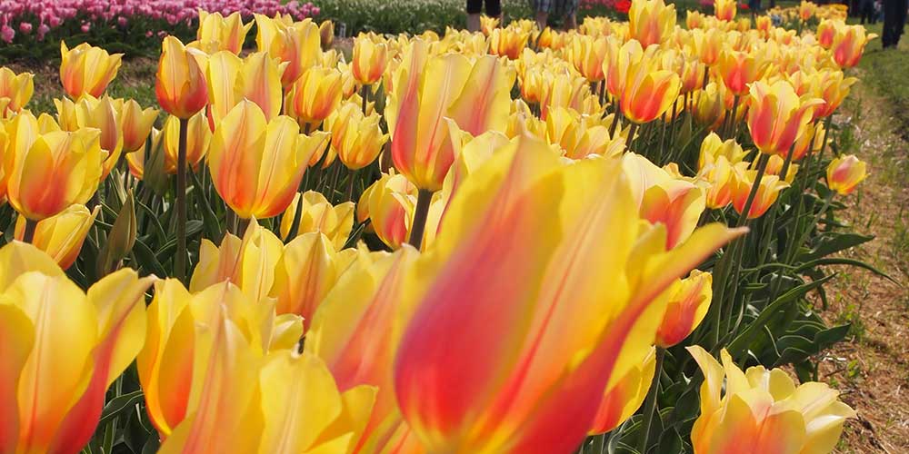 How to Keep Your Tulips Fresh | Blog | Home and Timber