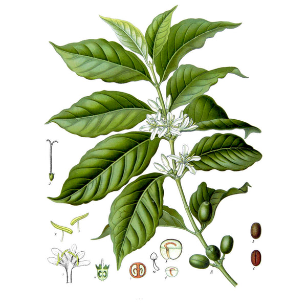 coffee plant botanical illustration showing anatomy of a coffee bean