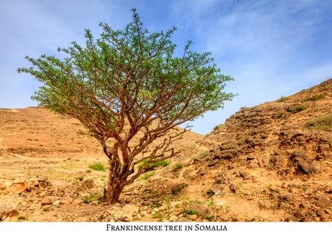 Frankincense Tree in Somalia