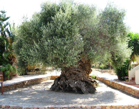 Olive tree of Vouves, Crete is 3000 years old & still produces olives