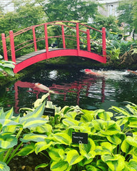 Image of Koi Carp in a pond in the Grand Pavilion at RHS Chelsea Flower Show 2023