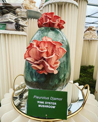 Image of a Pink Oyster Mushroom on the "The Mush Room" display by the Caley Brothers