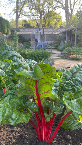 Image of an 'edimental', a chard, on the Savills working kitchen garden at RHS Chelsea 2023