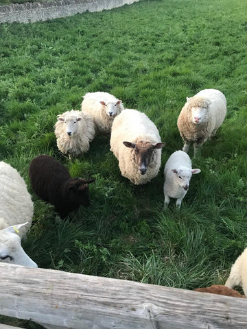 Image of sheep grazing Dene Edge