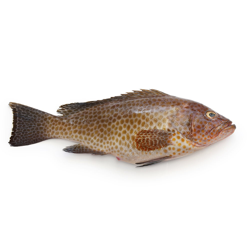 Buy Whole Fish | Direct From Local Fisherman And ...