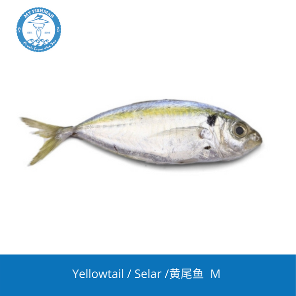 Seasonal Fish 季节性海鲜 u2013 MyFishman