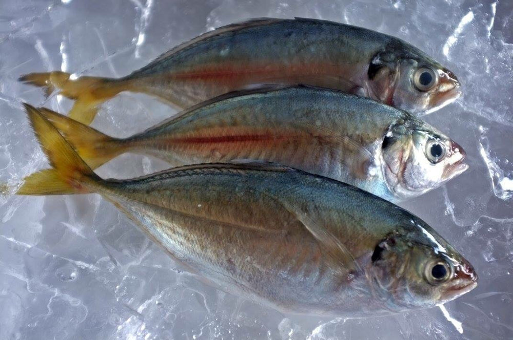 Download 8 Gambar Ikan  Kembung  Paling Update Galeri Amri