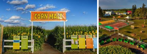 Edmonton Corn maze