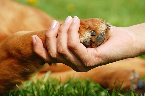 protecting dogs paws in summer