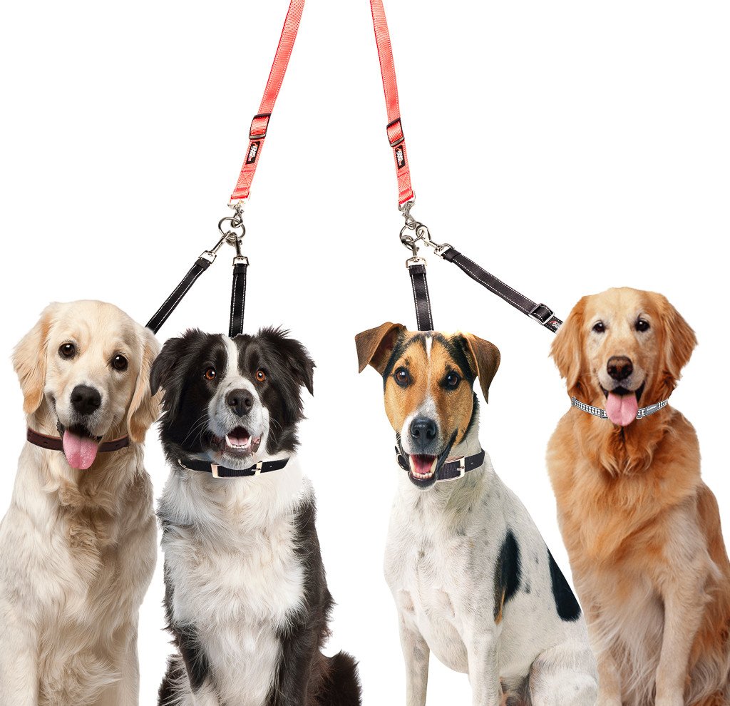 leash to walk 3 dogs