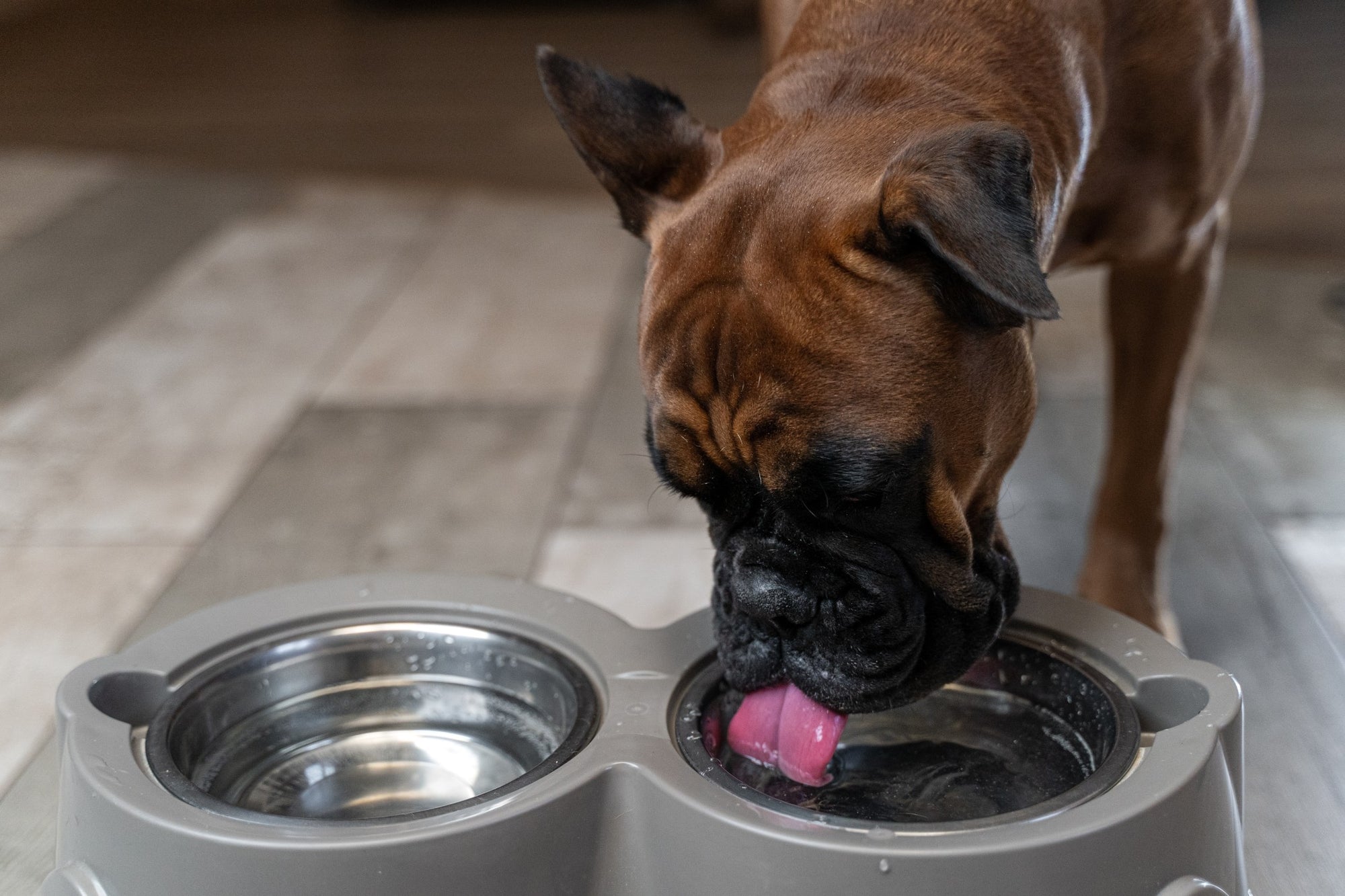 how much water does an indoor dog need