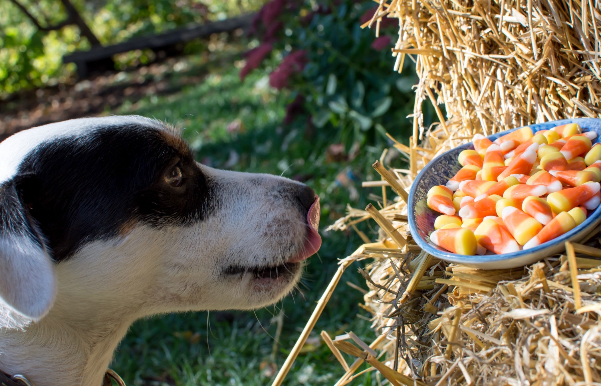 is straw bad for dogs