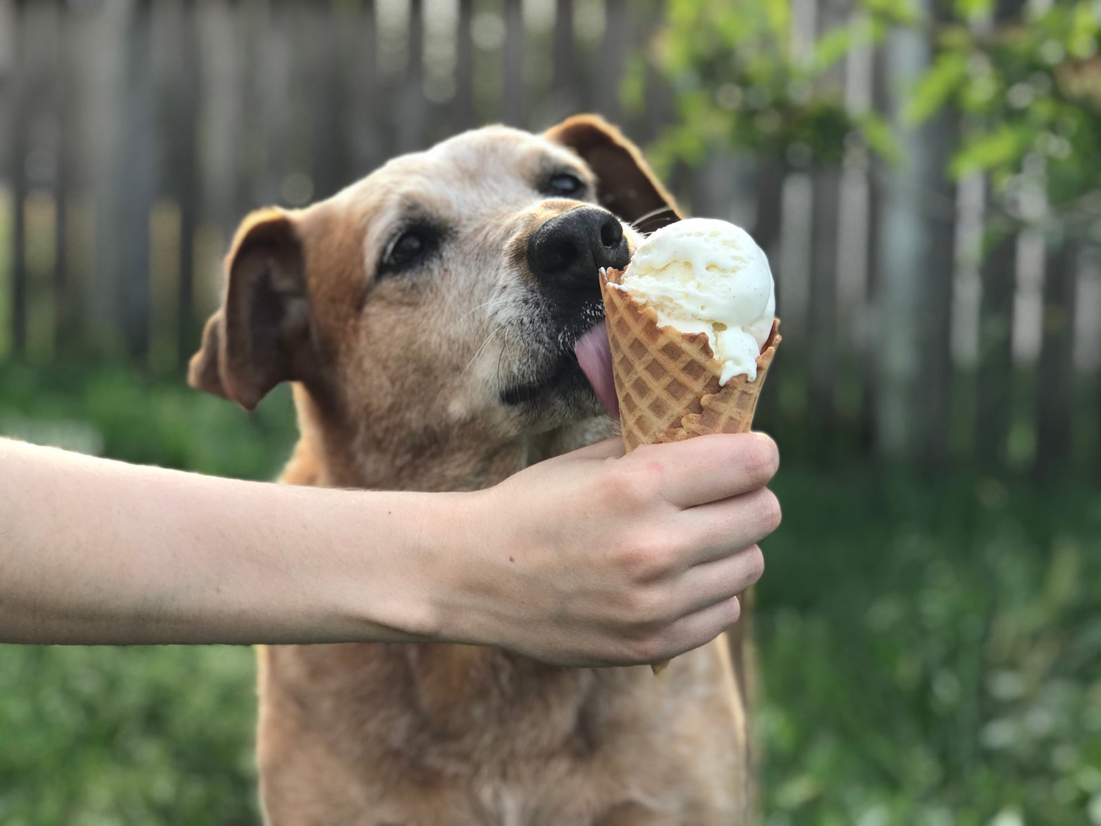 Can Dogs Eat Ice Cream - Keep Doggie Safe