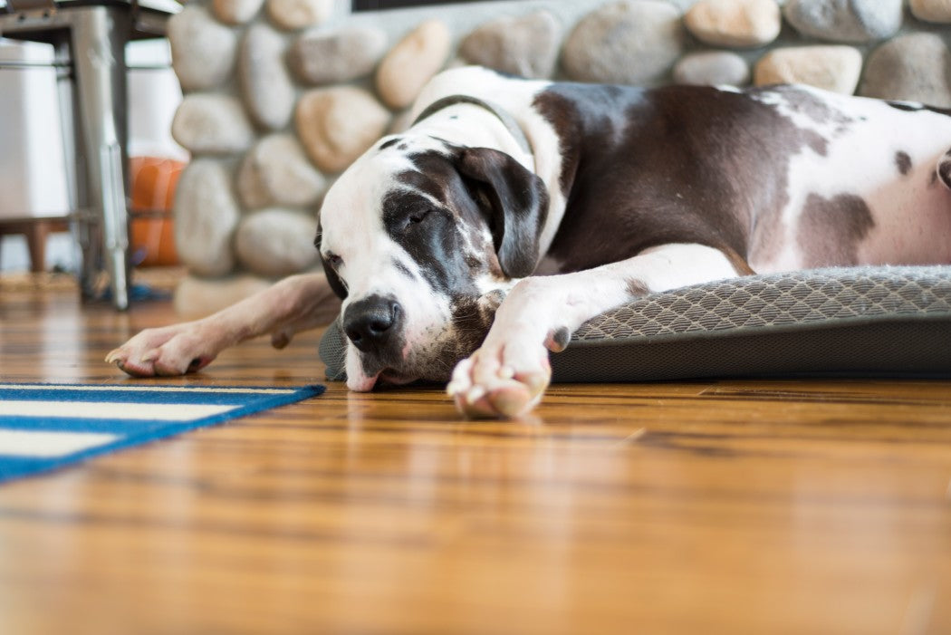 do pet cooling mats work