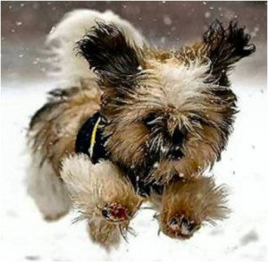 dog-sweater-snow