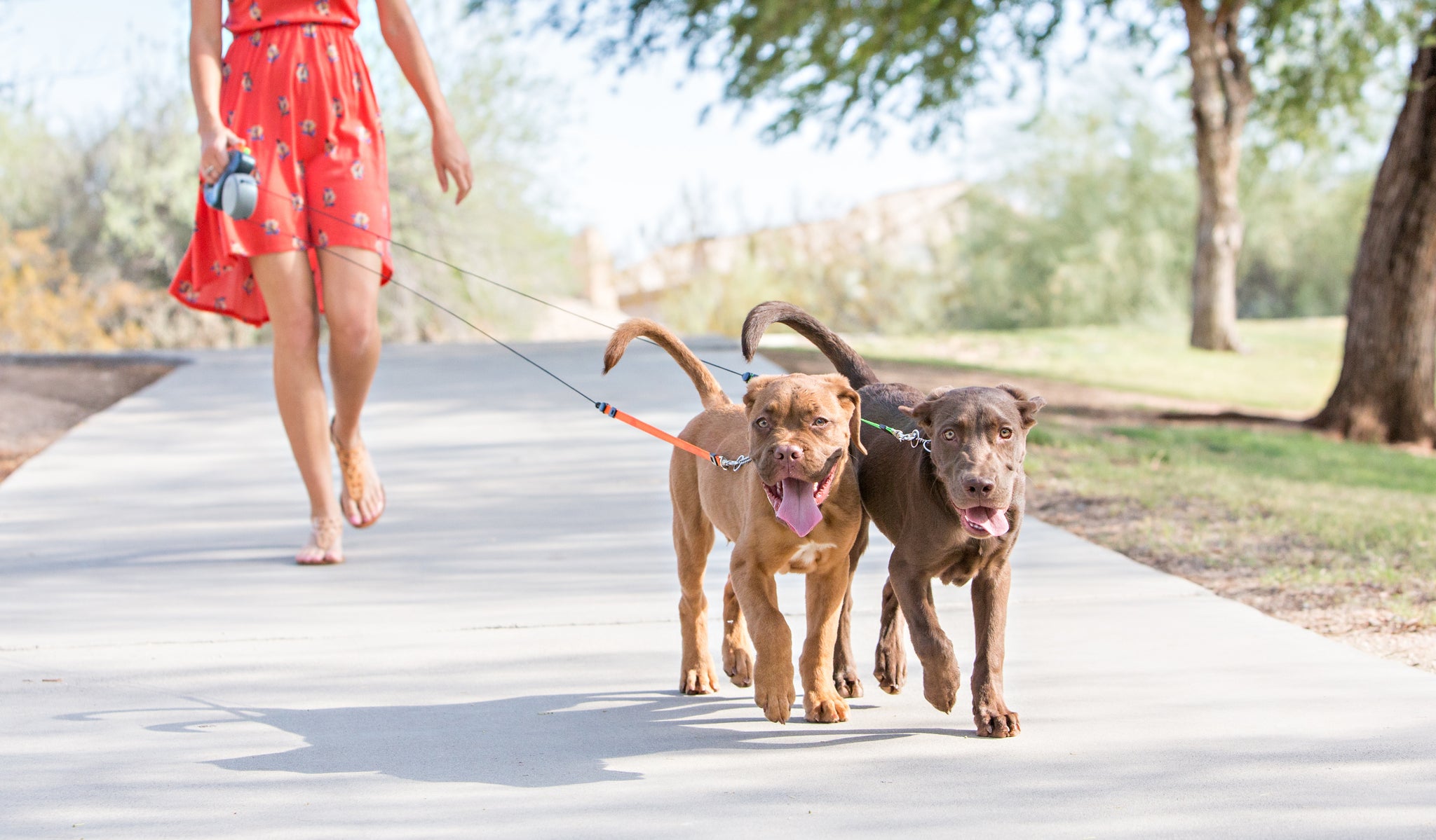 retractable dog leash for two dogs