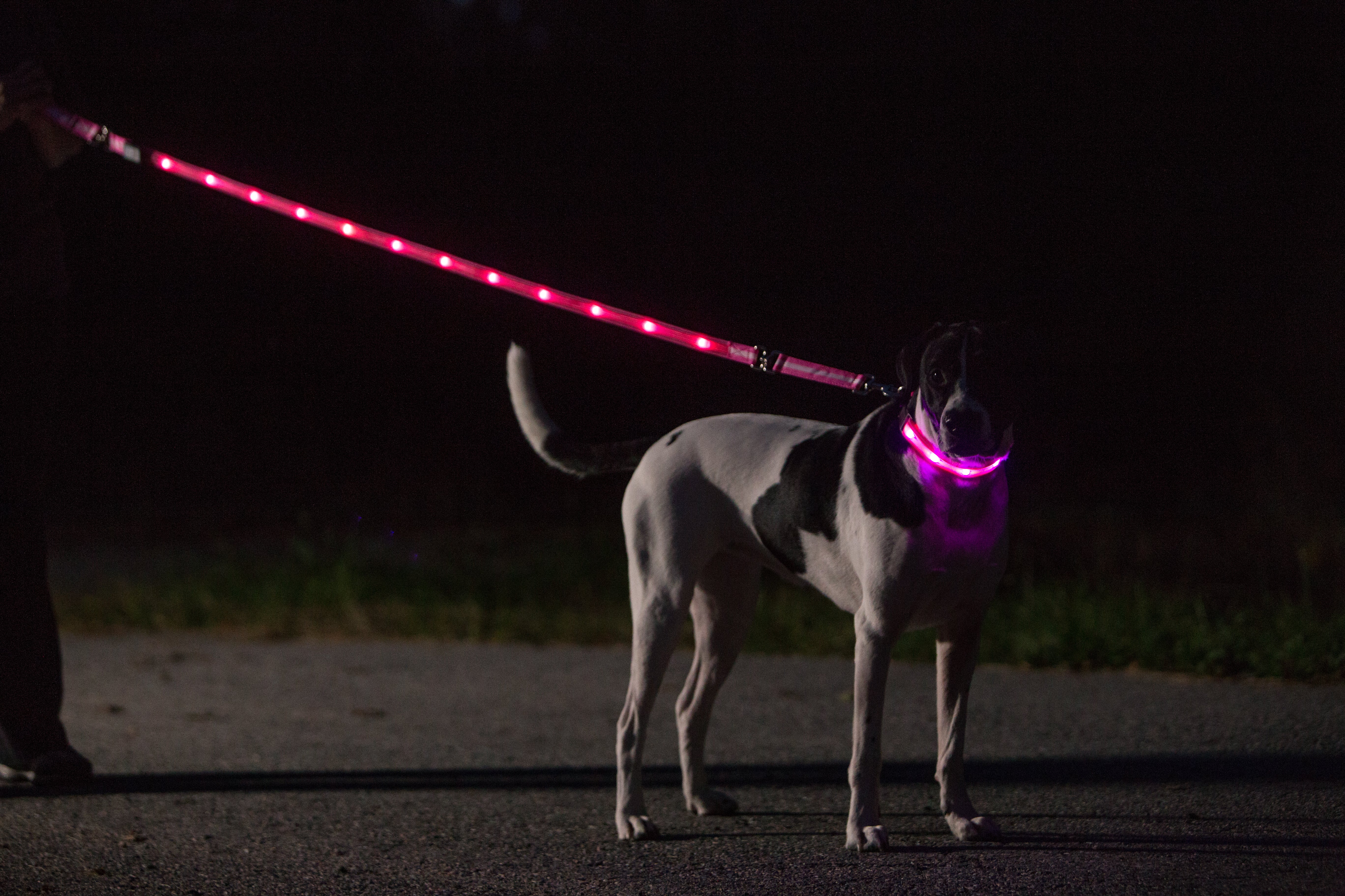 lighted dog collars