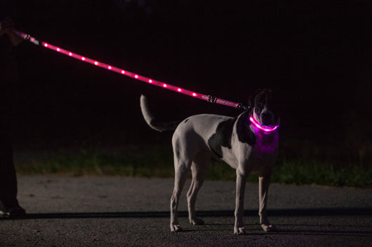 led dog leash