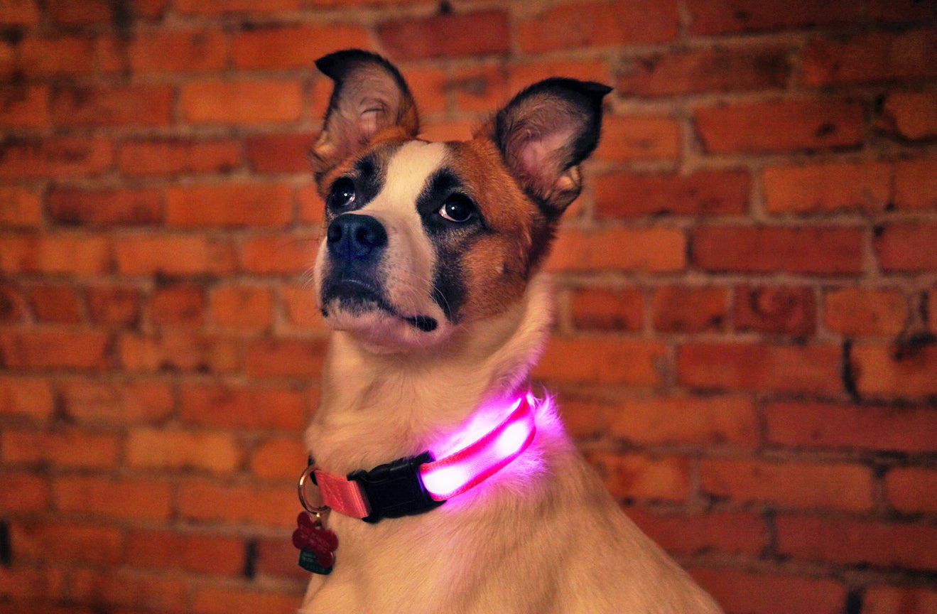 Nite Beams LED Lighted Dog Collar | KeepDoggieSafe.com - Keep Doggie Safe