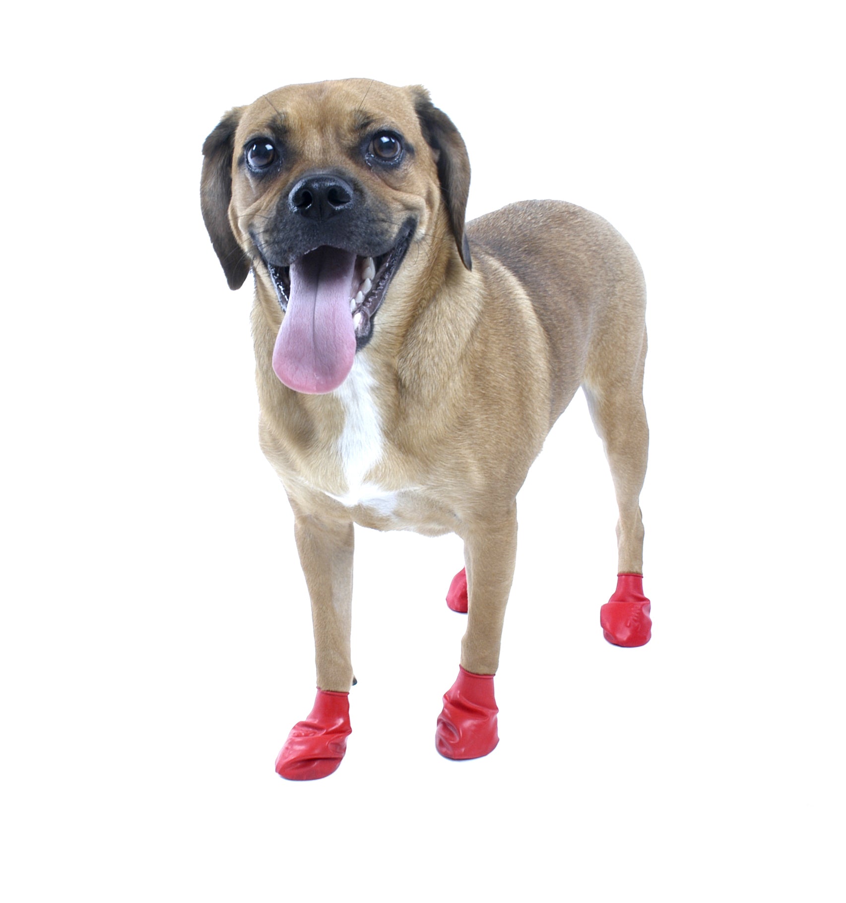 Pawz Rubber Dog Boots | KeepDoggieSafe 