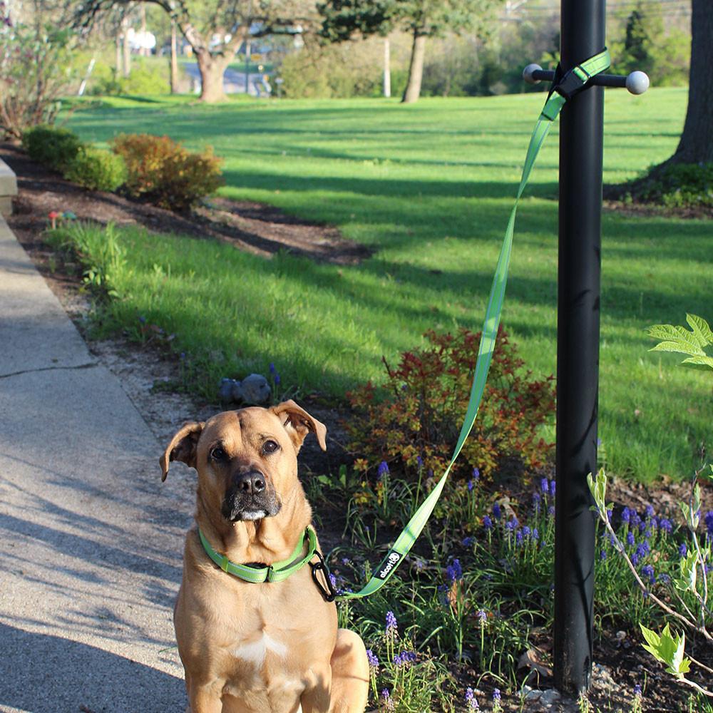 how long to keep a dog tie out