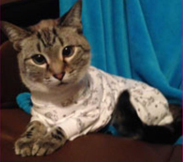 Cat Post Surgery Onesie Keep Doggie Safe