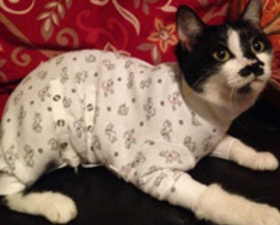 cats in onesies