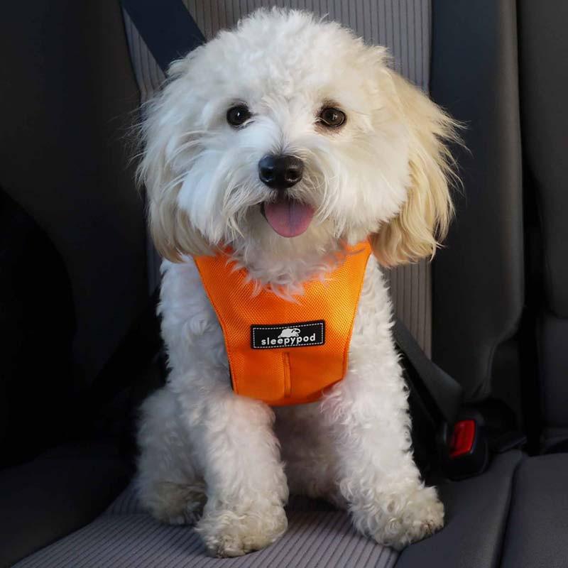 crash rated dog harness