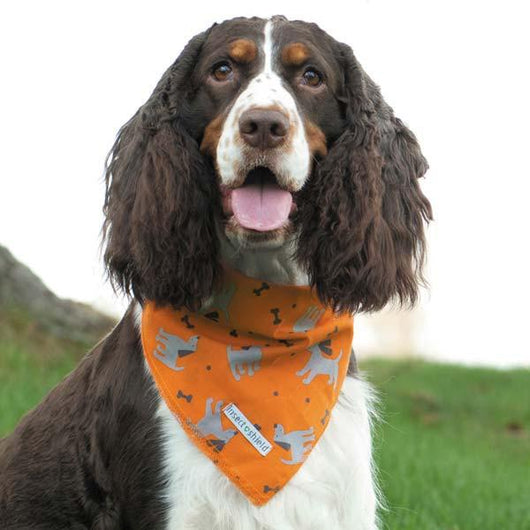 dog fall bandana