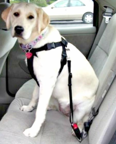 safe pet seat belt