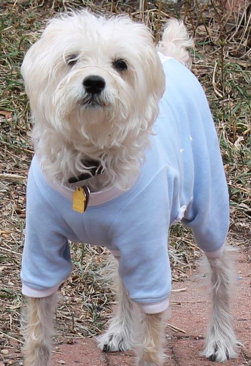 onesie on dog after surgery