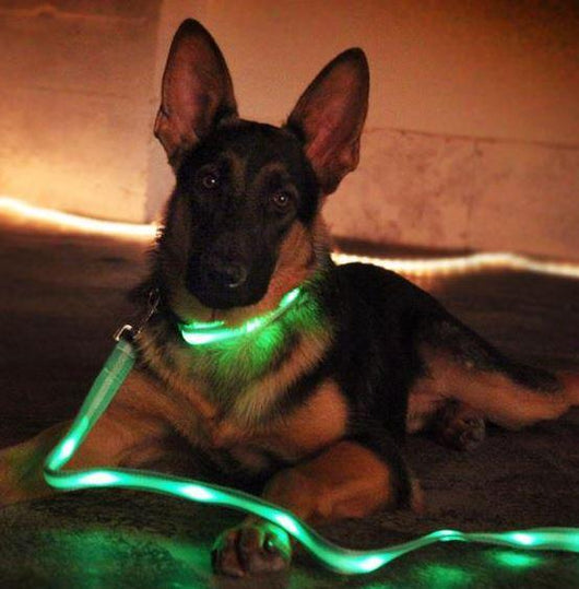 lighted dog leash