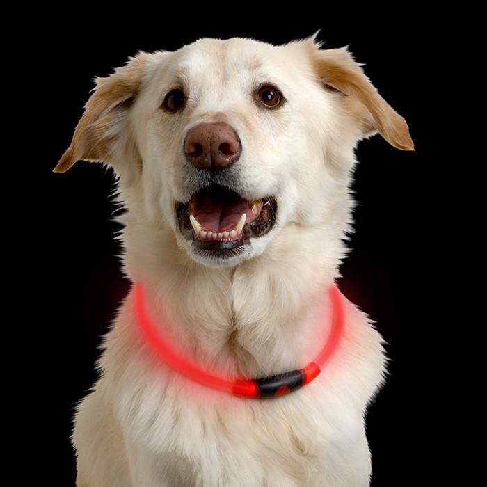 are led dog collars safe