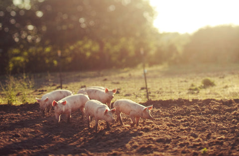 Picture of pigs on the farm