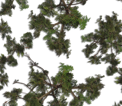 E011 CEDAR LIMBS