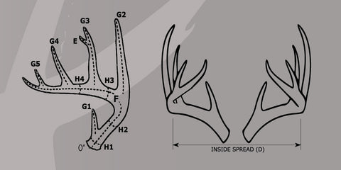 how to measure deer antler rack in less than a minute typical whitetail rough score