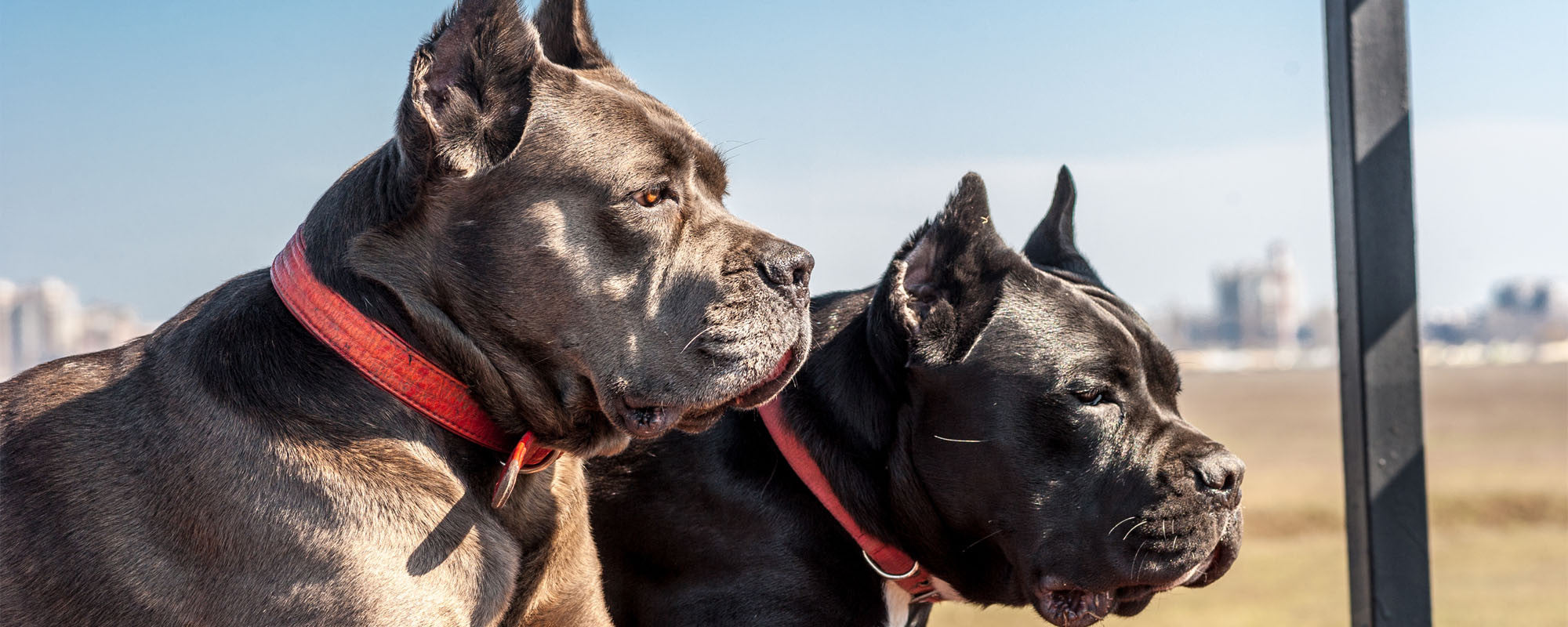 why do people cut cane corsos ears