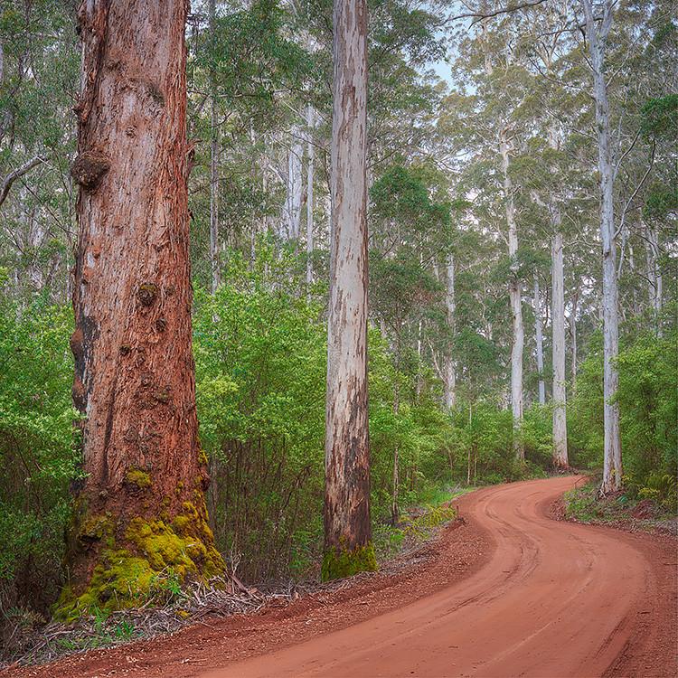 Road through Karri Forest South-West Western Australia