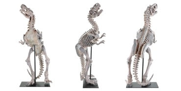 Standing Raptor Sculpture - Luxury Home Accessories - 5mm Design Store London