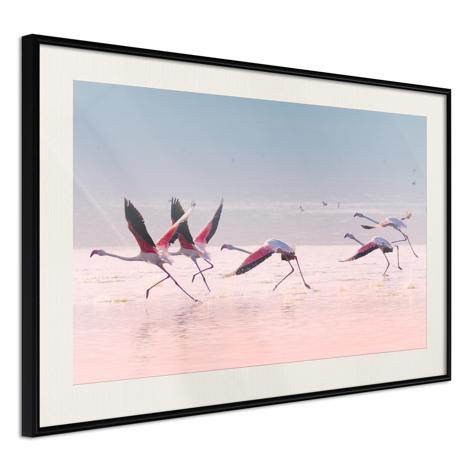 Läs mer om Inramad Poster / Tavla - Flamingos Breaking into a Flight - 45x30 Svart ram med passepartout