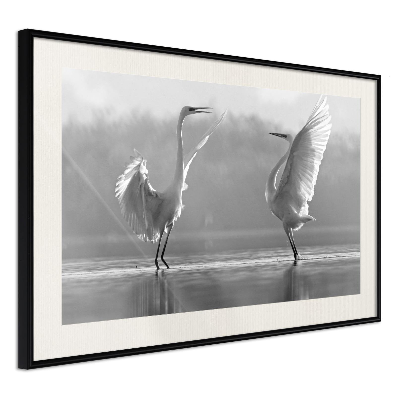 Läs mer om Inramad Poster / Tavla - Black and White Herons - 45x30 Svart ram med passepartout