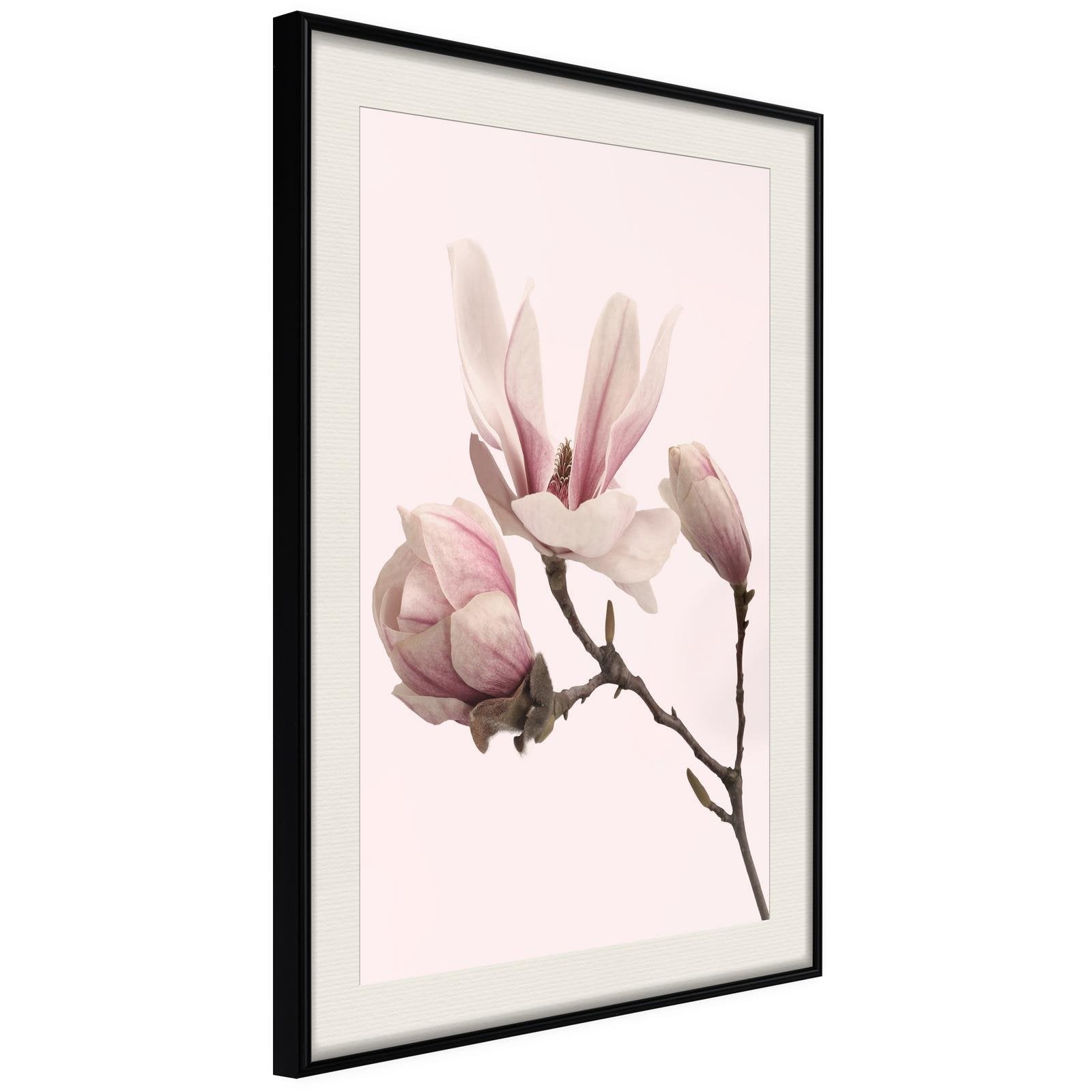 Läs mer om Inramad Poster / Tavla - Blooming Magnolias II - 40x60 Svart ram med passepartout