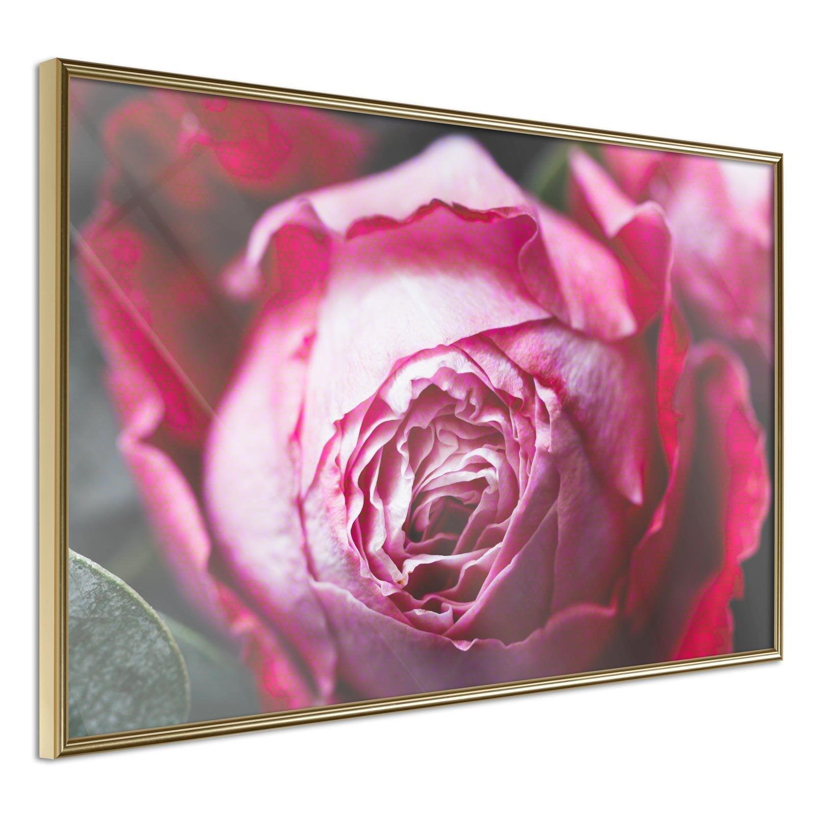 Läs mer om Inramad Poster / Tavla - Blooming Rose - 45x30 Guldram