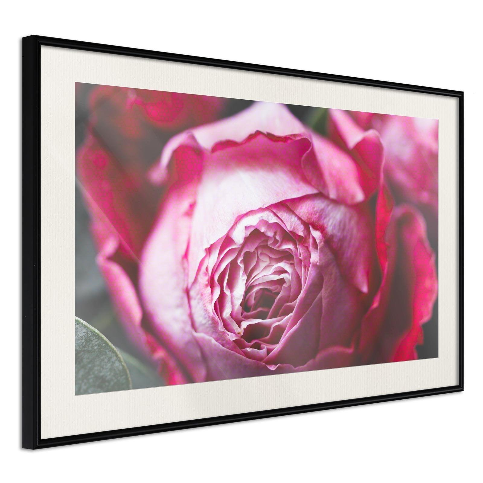 Läs mer om Inramad Poster / Tavla - Blooming Rose - 45x30 Svart ram med passepartout