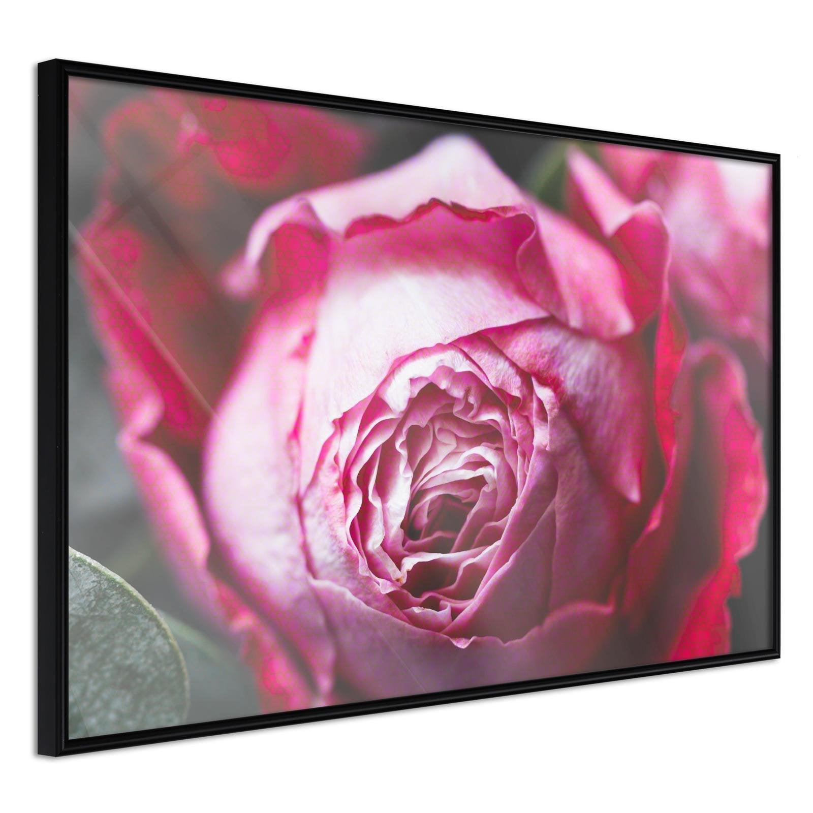 Läs mer om Inramad Poster / Tavla - Blooming Rose - 30x20 Svart ram