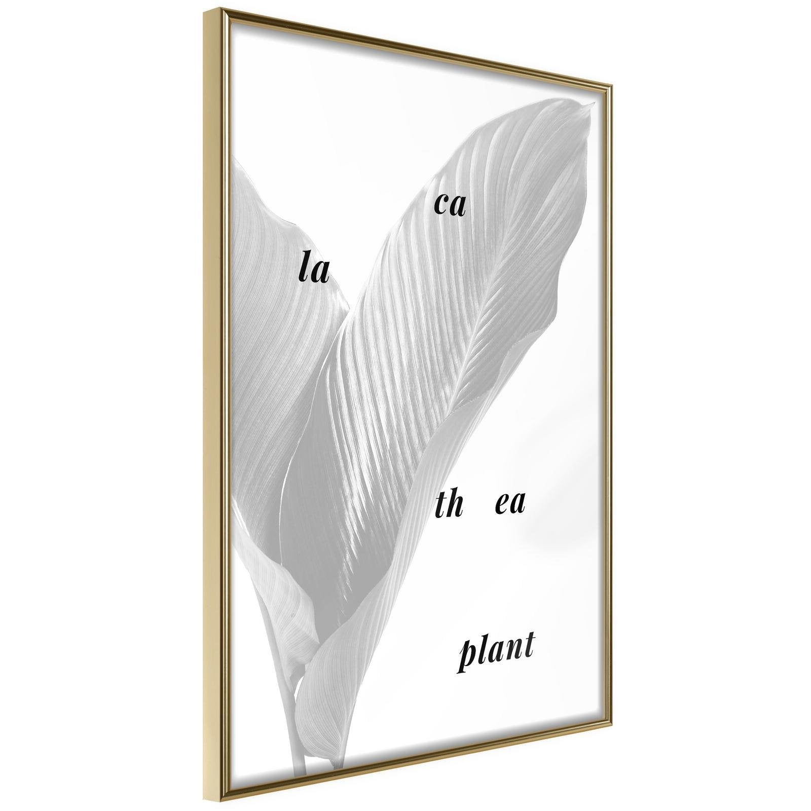 Läs mer om Inramad Poster / Tavla - Calathea Leaves - 40x60 Guldram