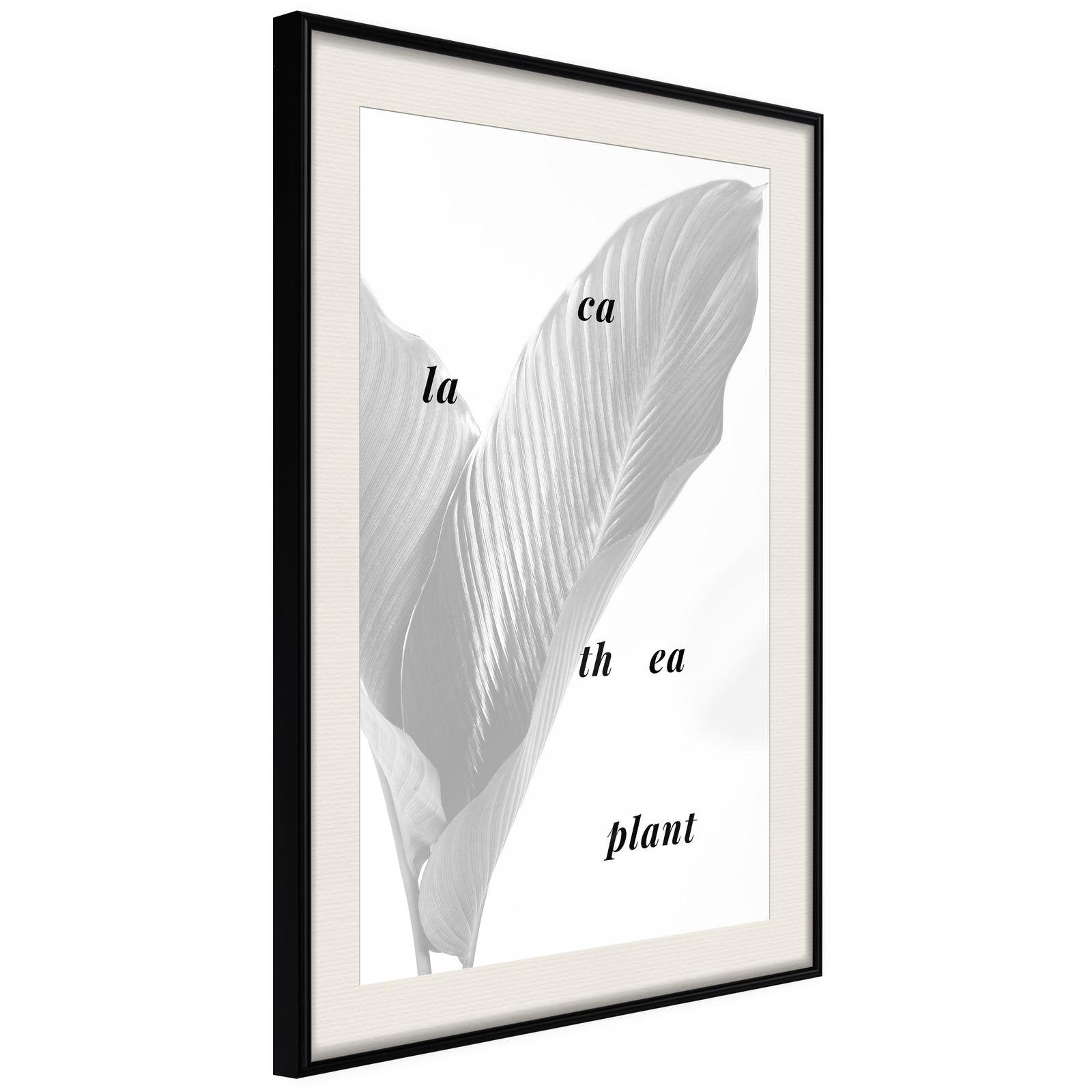 Läs mer om Inramad Poster / Tavla - Calathea Leaves - 20x30 Svart ram med passepartout